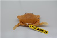 藏品(柔毛梭子蟹)的圖片